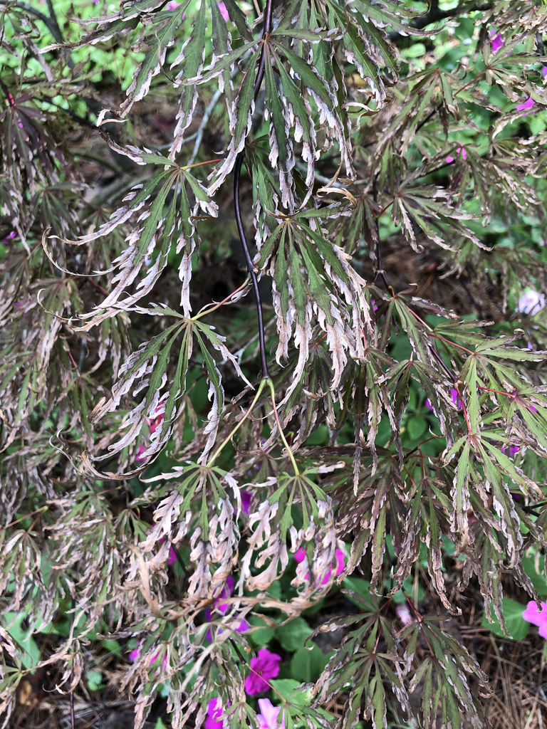 Deep green leaves w/ dissected lobes & light pink toothed margin