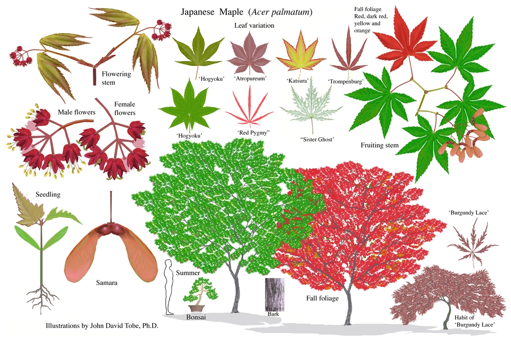 Illustration of all the details of this species.