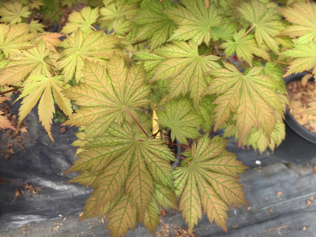 Elliptical 9-lobed & serrated light red, gold & green leaves