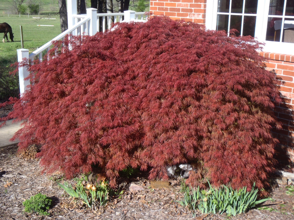 Dwarf, rounded compact habit with crimson leaves in fall
