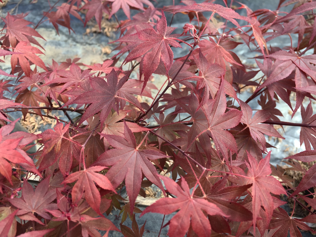 8-lobed pinkish-red opposite leaves with crimson twigs