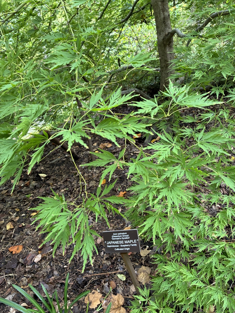 Palmate, dissected, green leaves w/ 7 lobes & toothed edges