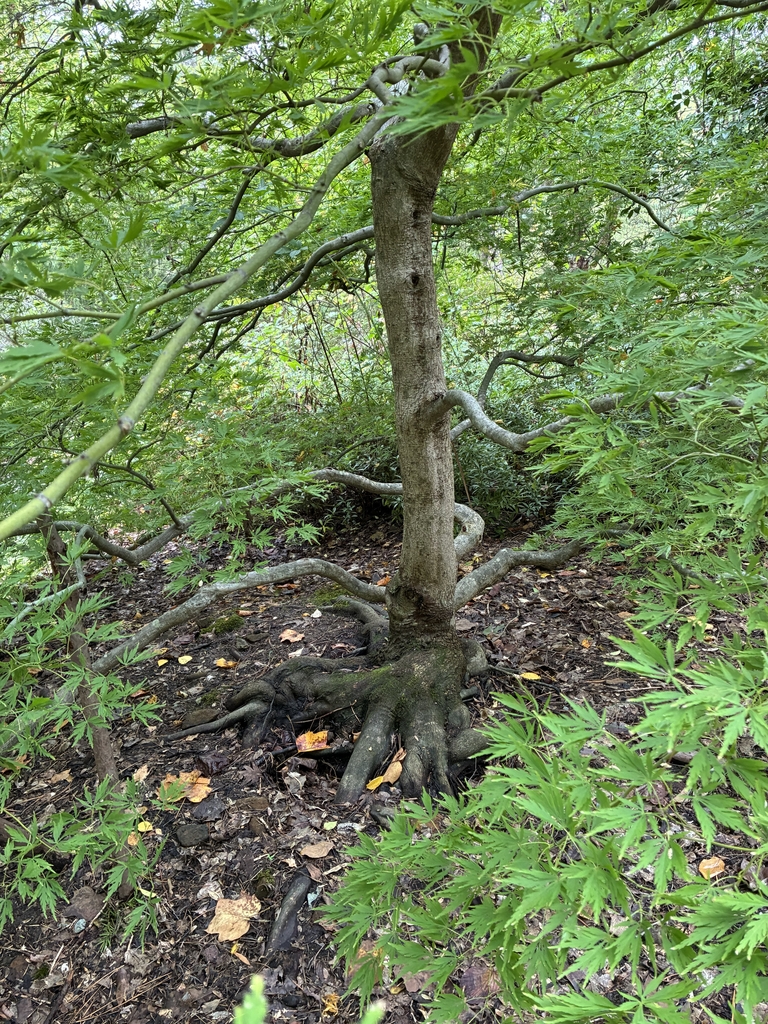 Trunk with spreading twisted branches & light brown bark