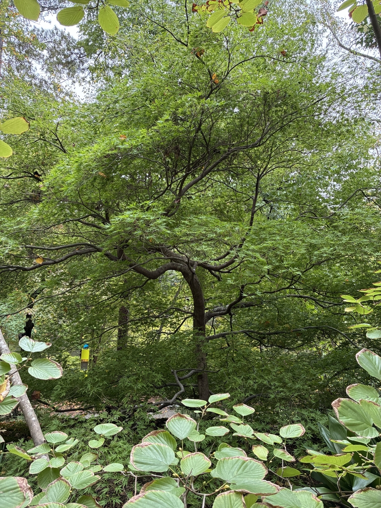 Spreading mound of twisting branches - 6-8' tall & 8-12' wide