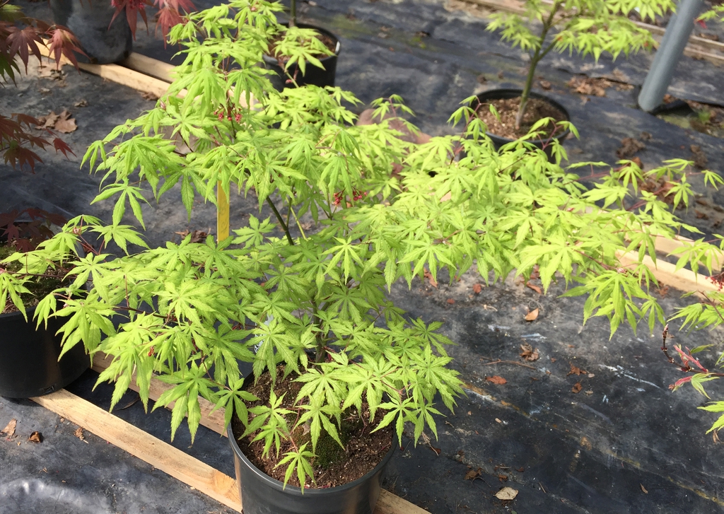 'Grandma Ghost' form