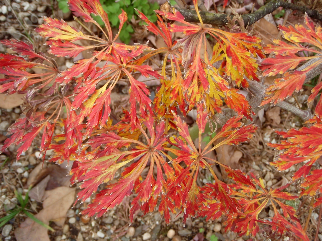 Red, orange & yellow streaks in a fern-like compound leaf - fall