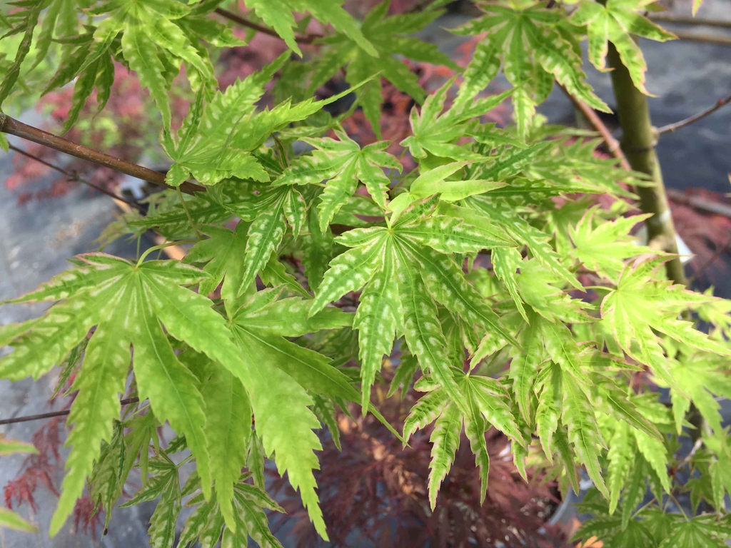 'Higisayama' leaves