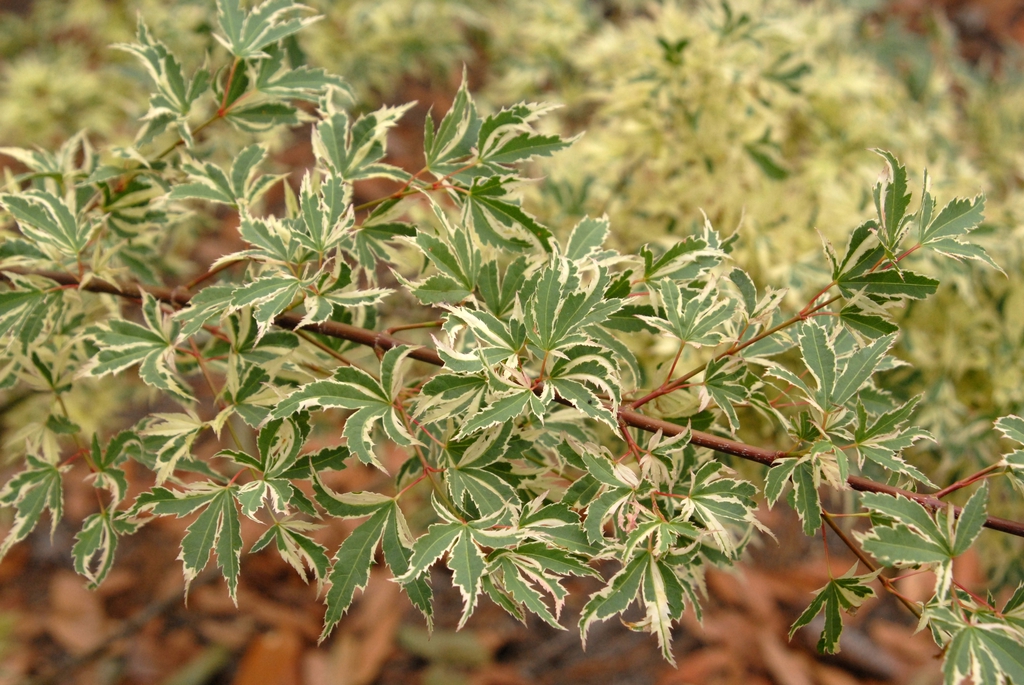 Deeply lobed leaves on a red stem with white irregular margins