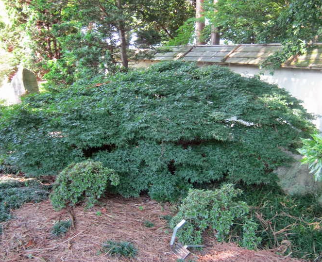 Acer palmatum 'Kiyohime' form