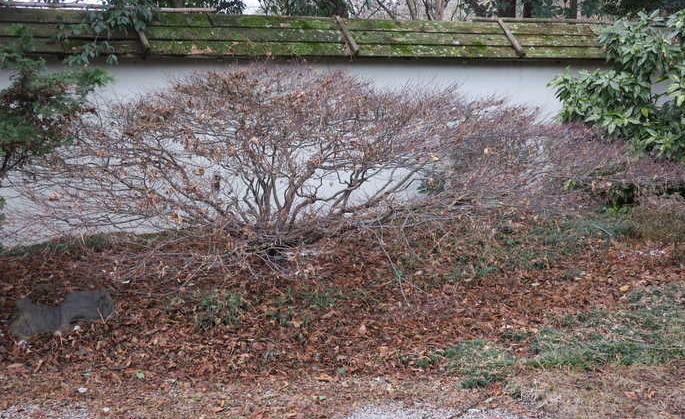 Leafless winter habit with multi trunks & spreading branches
