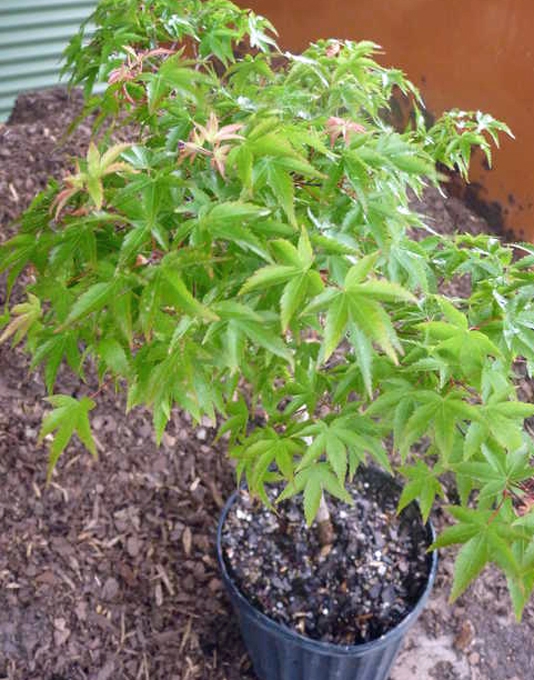 Acer palmatum 'Kiyohime' in pot