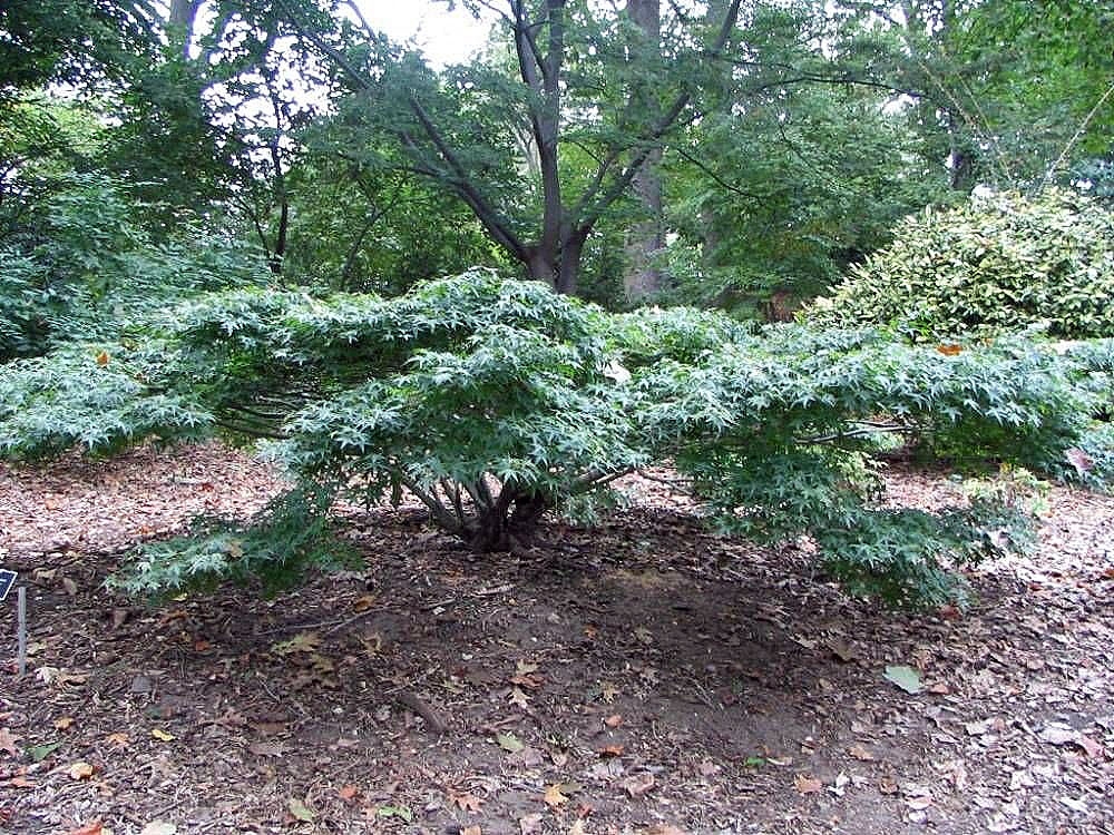 Multitrunked dwarf spreading habit