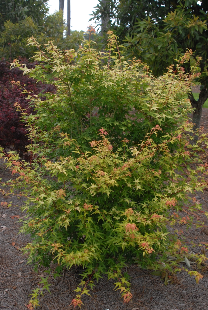 Upright branched habit with orange golden leaves on stem tips