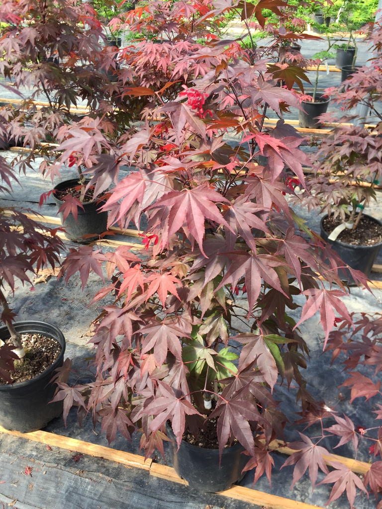 Erect habit of a young tree with crimson leaves & red samaras