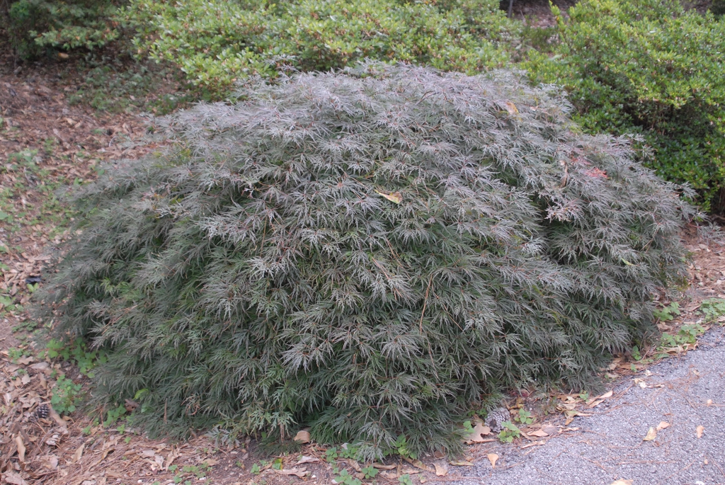 Dwarf weeping dense mounding habit with purple-green leaves