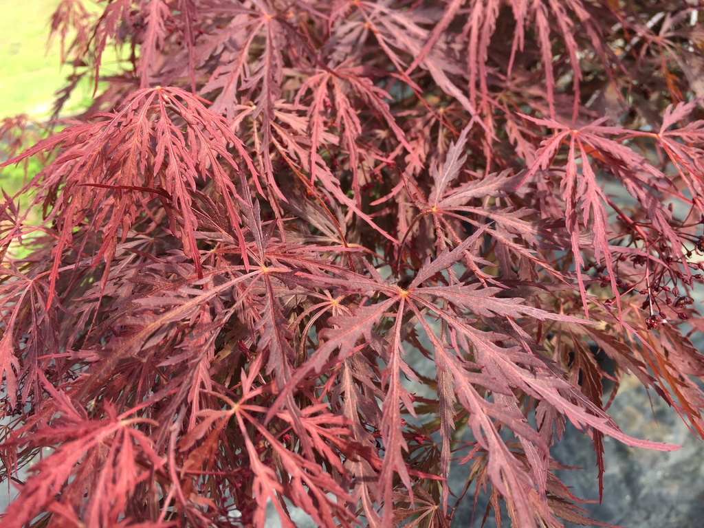 Deeply cut fernlike bright scarlet leaves