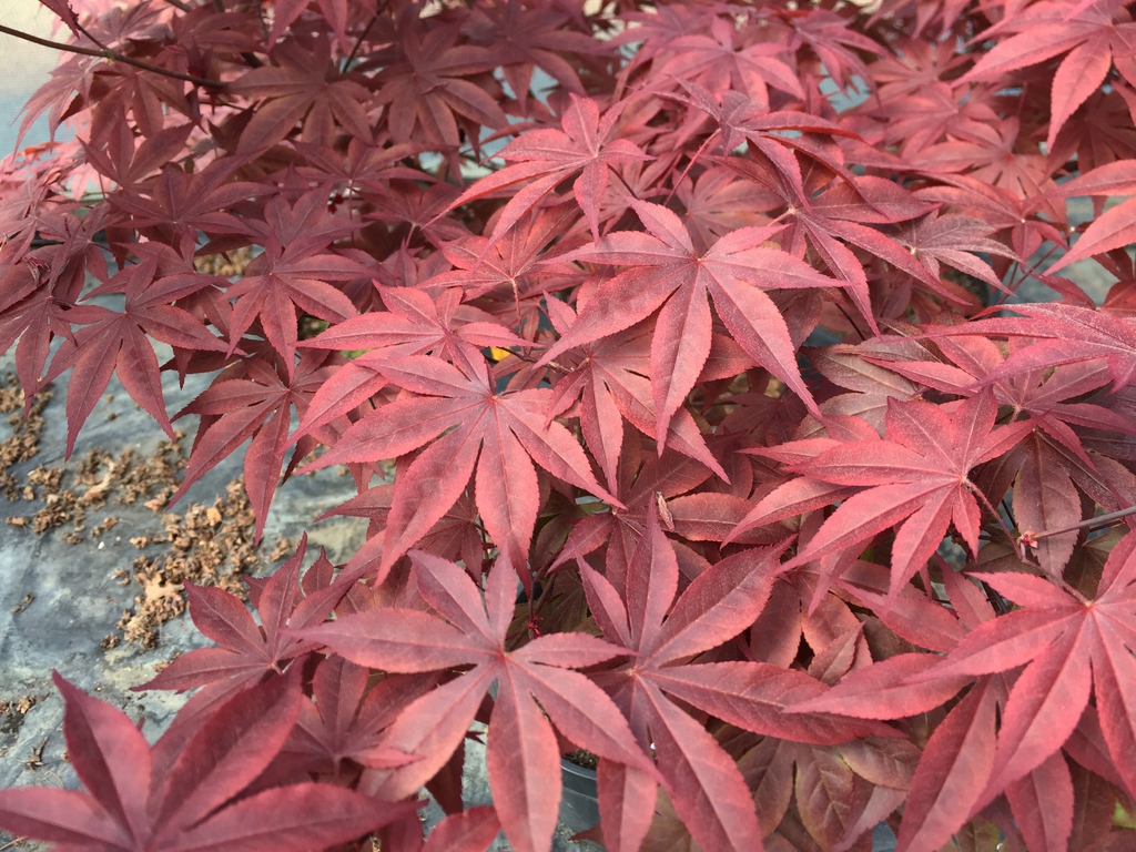 7-lobed broad leaf with a deep maroon/burgundy color.