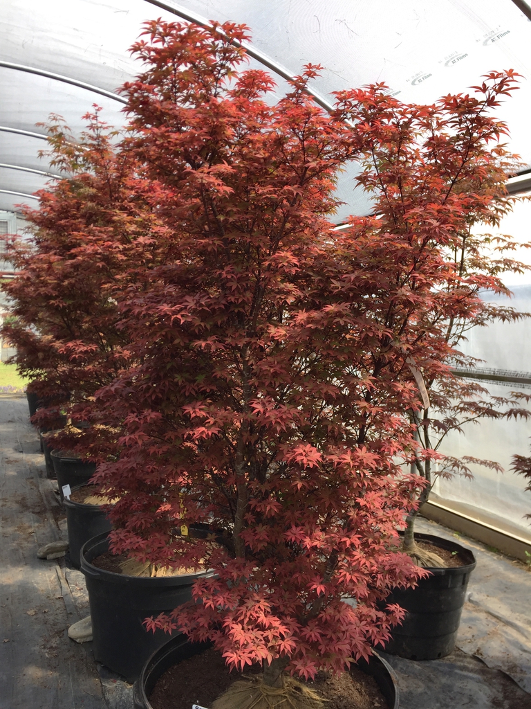 'Red Sentinel' form