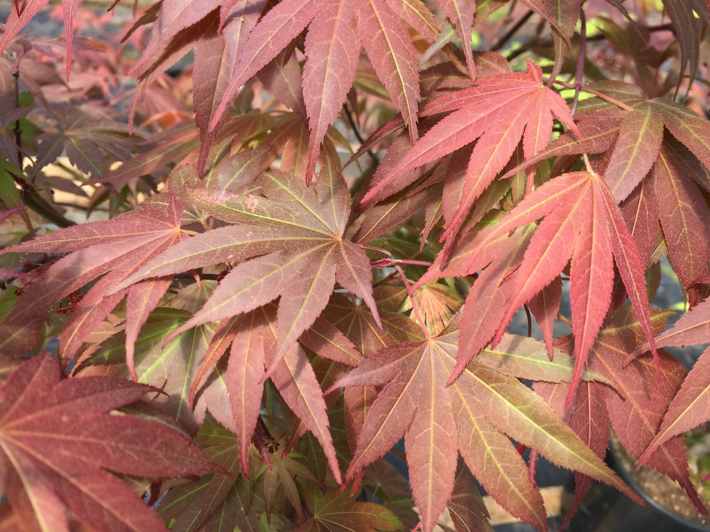 'Rhode Island Red' leaf