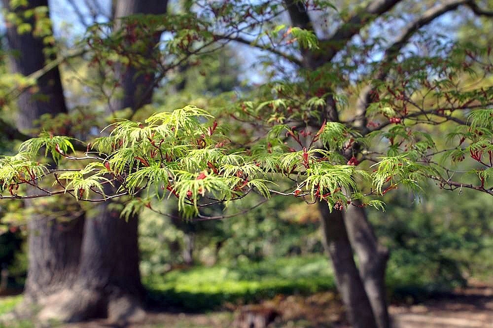 Lacy deeply dissected young leaves with crimson sheaths