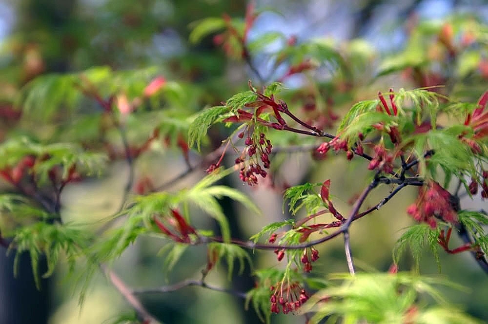 Bunches of red sepal flowers hanging from green stems in spring