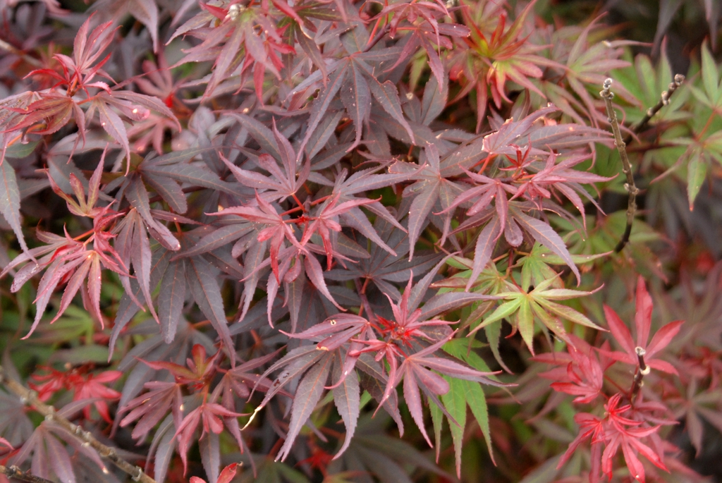 Dense compact crimson deeply lobed leaves on red stalks
