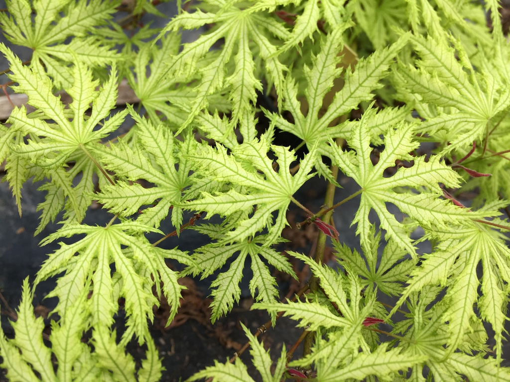 'Sister Ghost' leaves