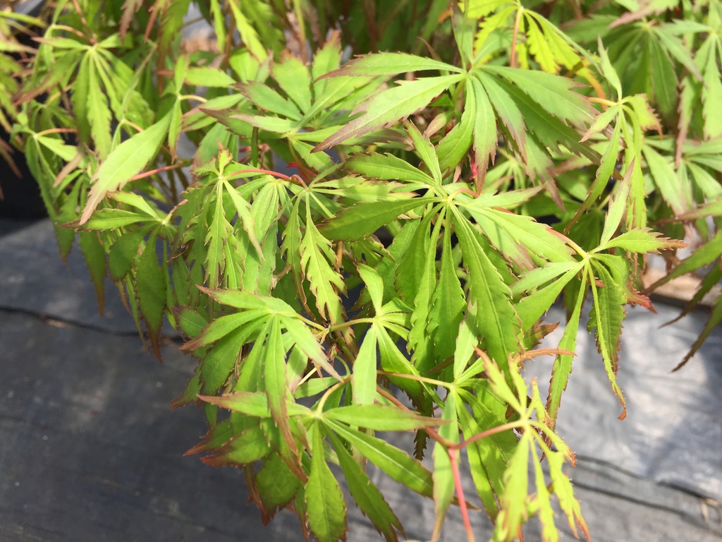 'Spring Delight' leaves