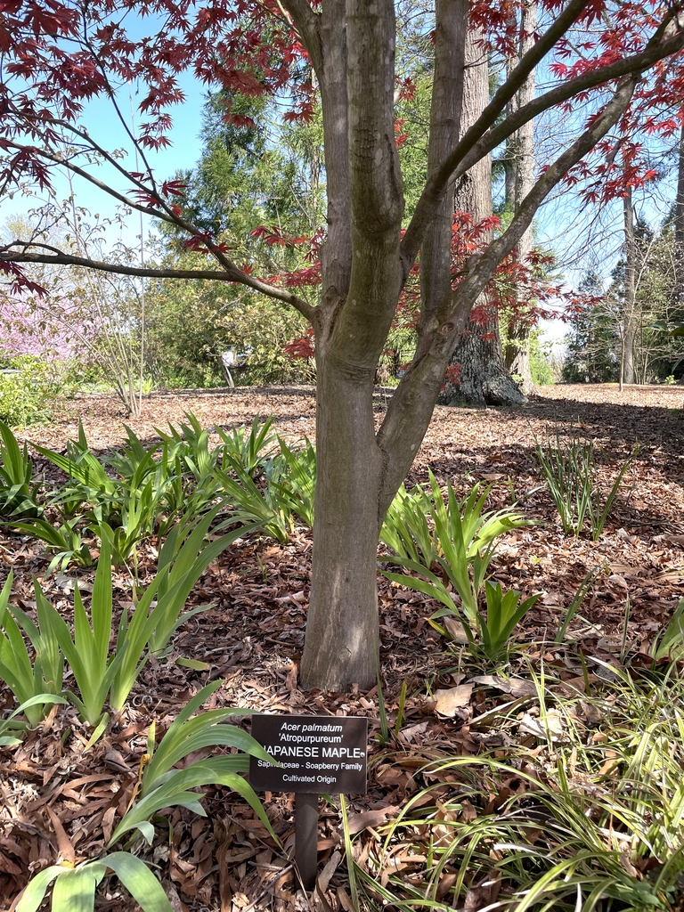 Trunk, Branches & Bark of a Mature Tree