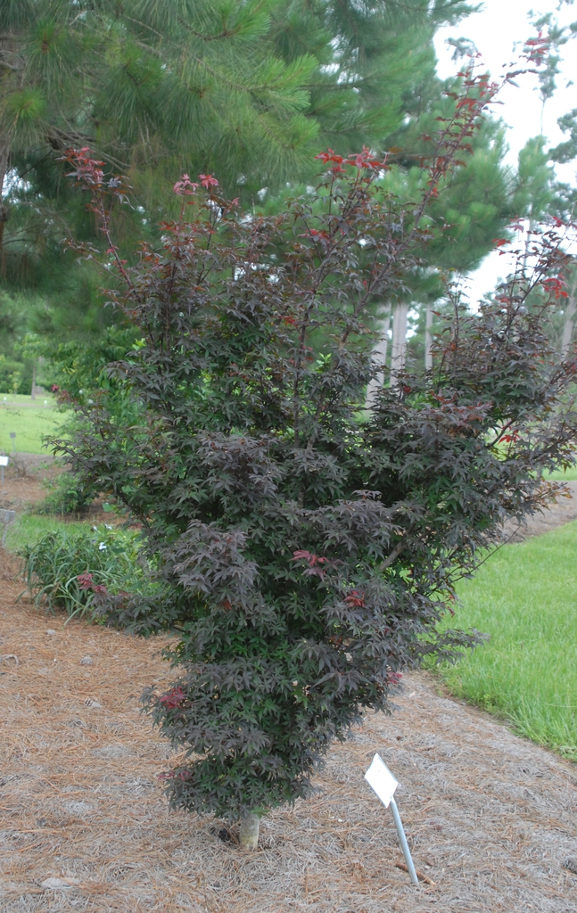 Acer palmatum