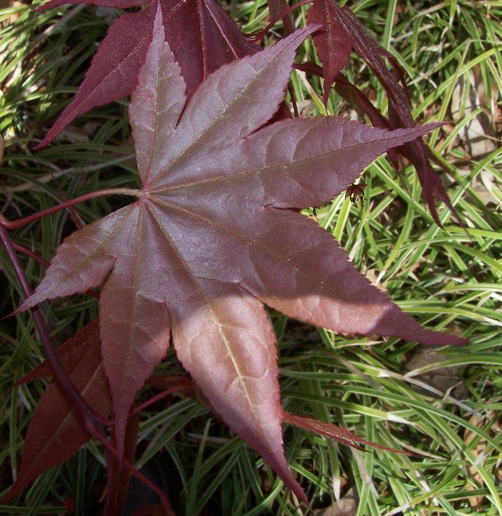 Leaf Underside - Note Greenish Tint