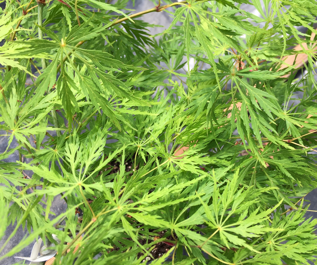 'Waterfall' leaves