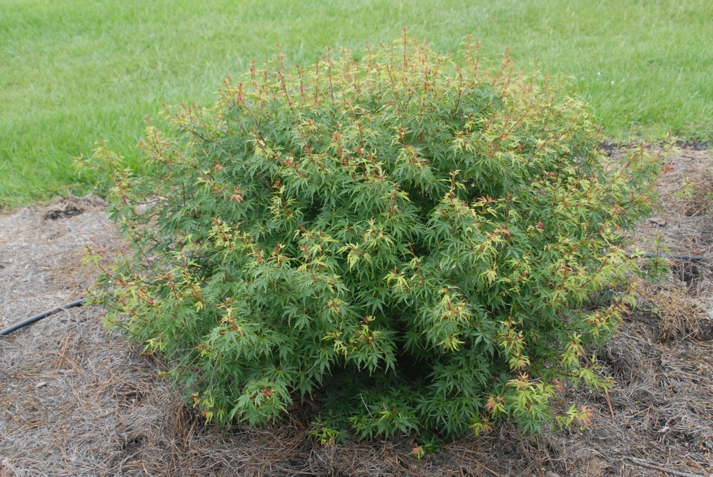 Dwarf rounded habit with yellow leaves on spiky branch tips