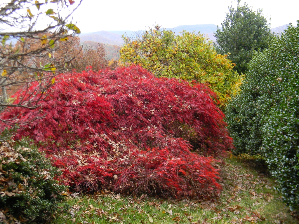 Rounded habit of a small tree with red & crimson leaves in fall