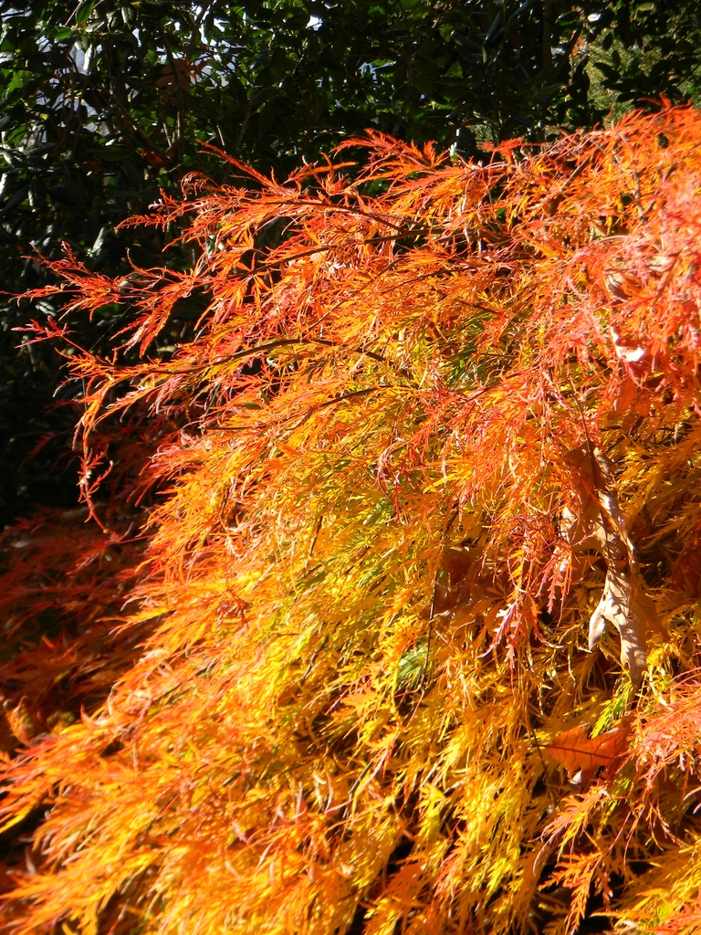 Cascading feathery bright yellow & orange foliage in fall