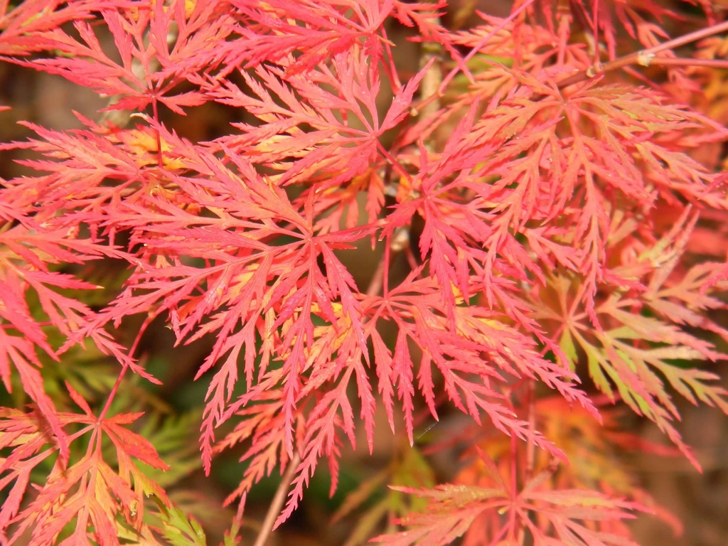Palmately veined orange leaves with 5-7 toothed deeply cut lobes