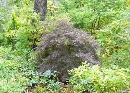 Rounded habit with misty purple foliage in fall.