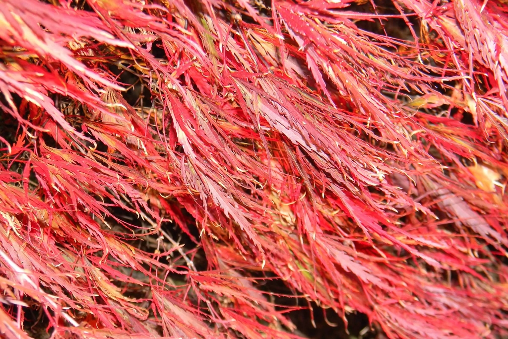 Orange & yellow feathery foliage in fall