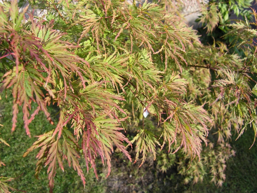 Branch with light green & light crimson feathery foliage