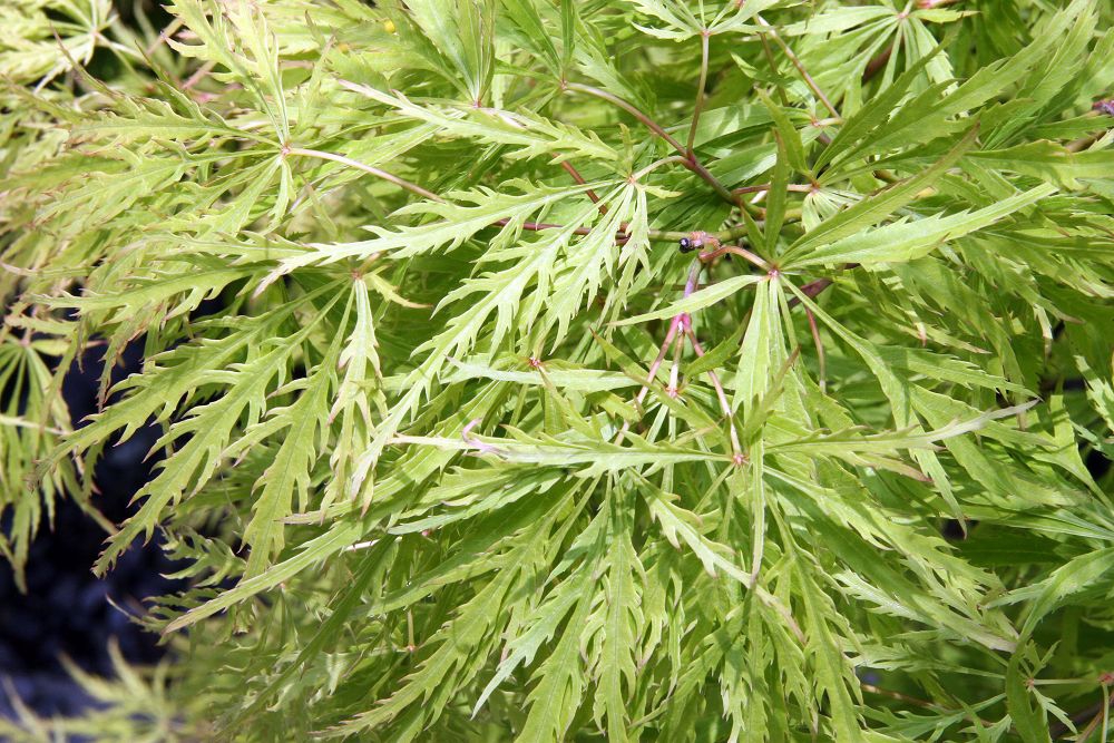 Palmately lobed light green leaves with toothed deeply cut lobes