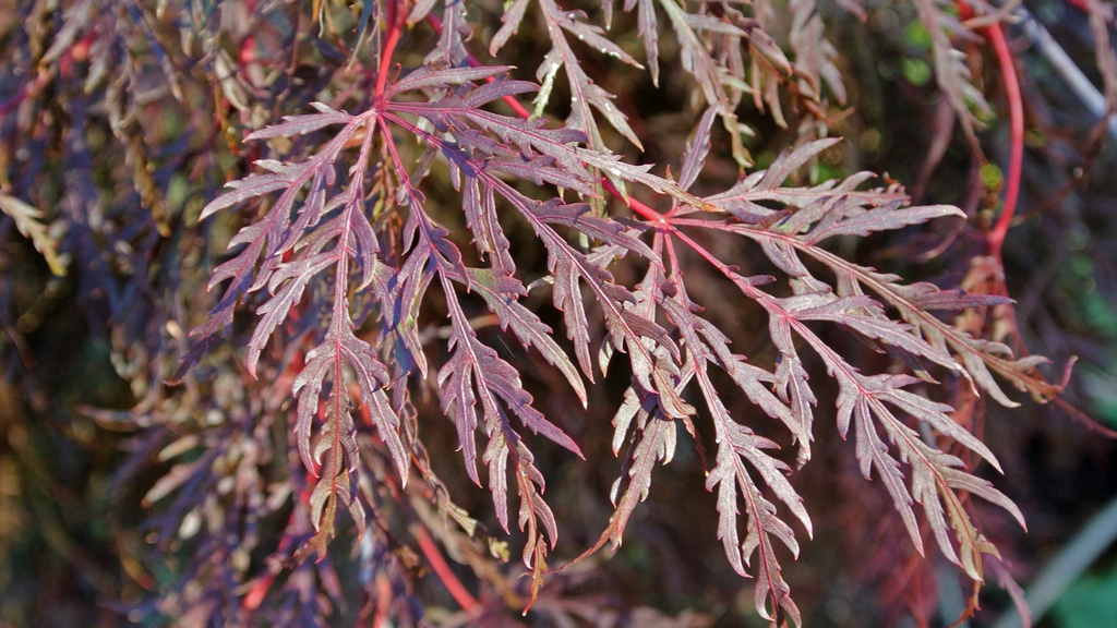 Palmately veined purple leaves with 5-7 toothed deeply cut lobes