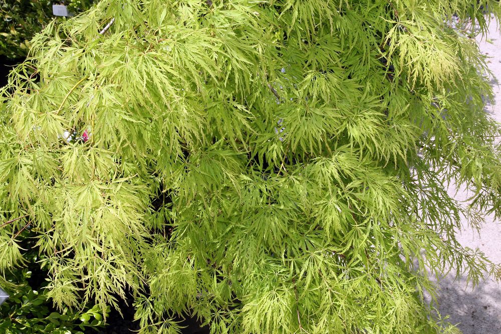 Cascading feathery light green foliage in summer