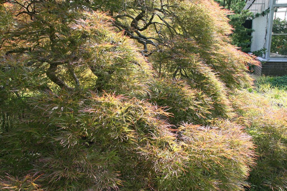 Misty/feathery red tinged green foliage on twisted branches