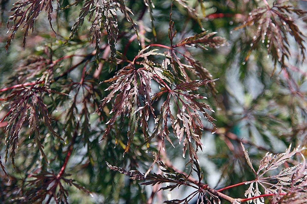 Palmately veined purple leaves with 5-7 toothed deeply cut lobes