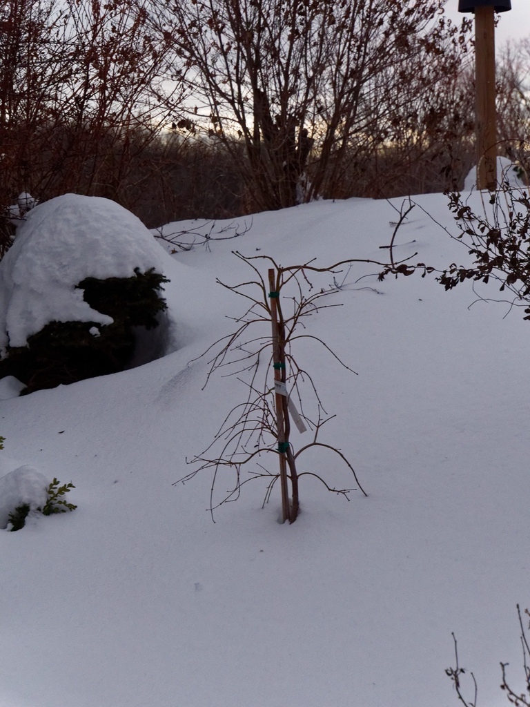 Young plant with leafless drooping branches in a snowy back drop