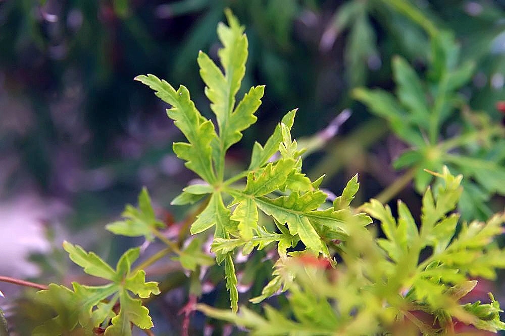 Heavily dissected green toothed lobes & deeply veined leaves
