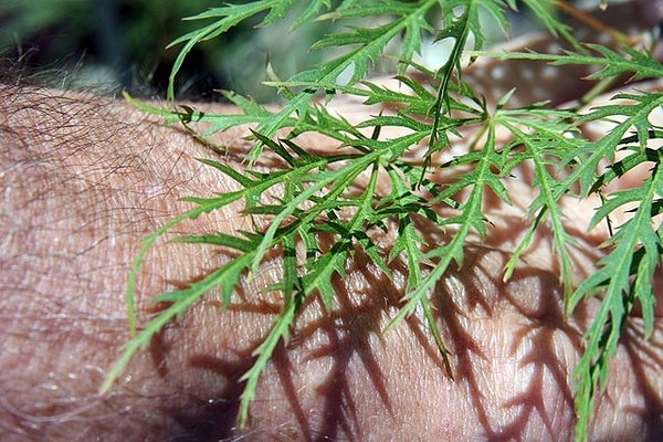 Closeup-Palmately veined leaves w/ 5-7 toothed deeply cut lobes