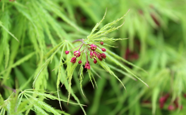 Closeup-Palmately veined leaves w/ 5-7 toothed deeply cut lobes
