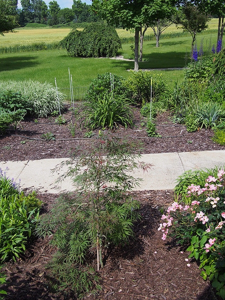 Young tree in a garden setting with upright habit