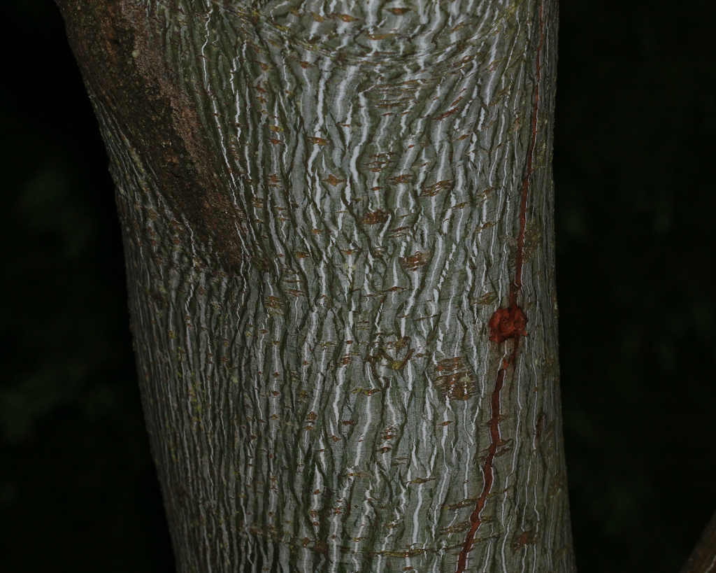 Bark on a trunk with parallel twisting ridges - white & gray